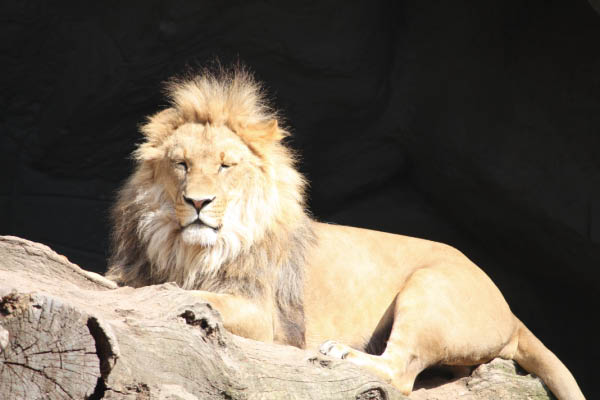 König der Löwen Zoo