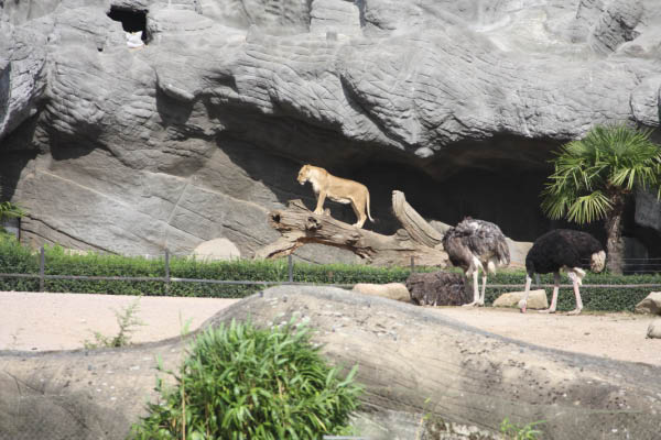Löwen bei Nahrungssuche