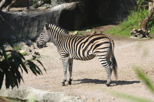 Zebra